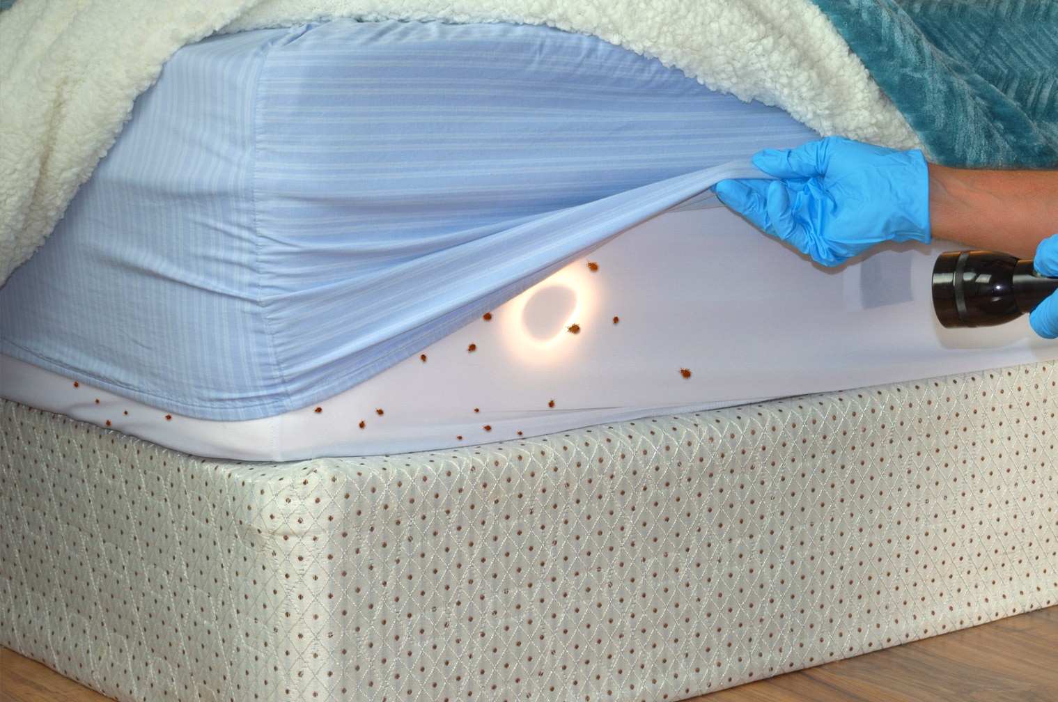 Columbus Ohio Bed Bug Experts