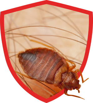 What Are Bed Bugs?