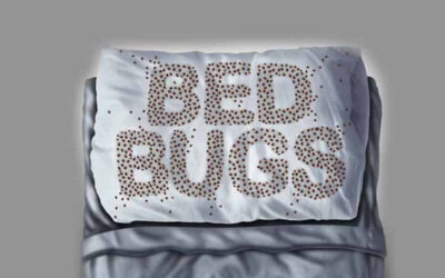 How To Detect Bed Bugs in Your Hotel