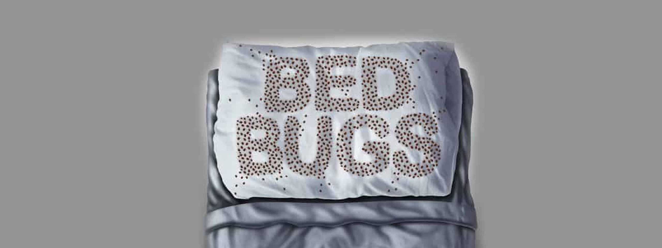 How To Detect Bed Bugs in Your Hotel