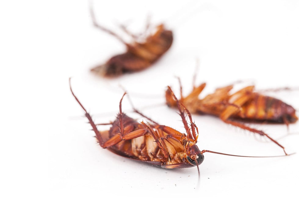 Many Cockroaches Are Resistant to Store-Bought Treatment