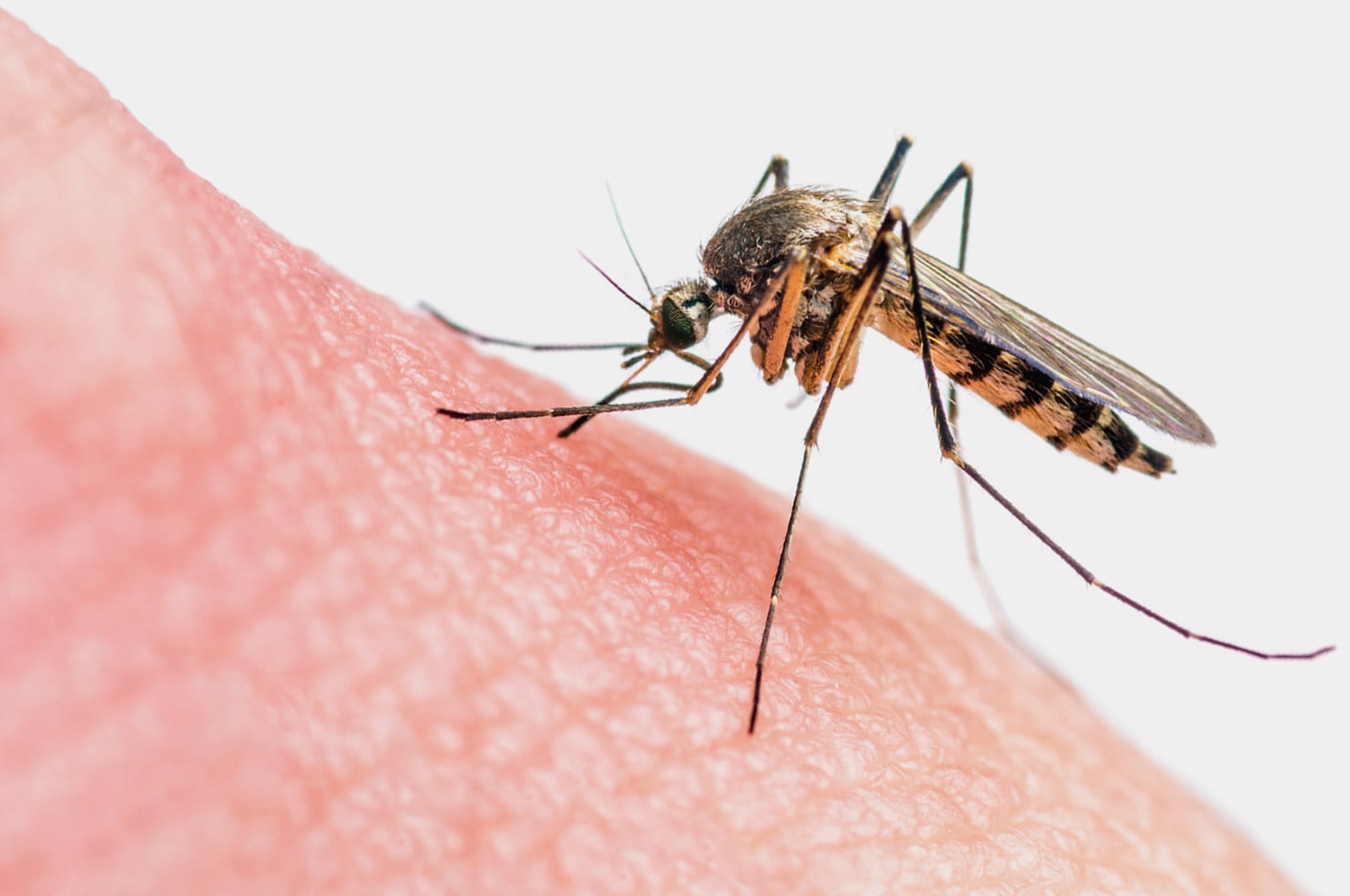 Why Do Mosquitoes Bite in the First Place?