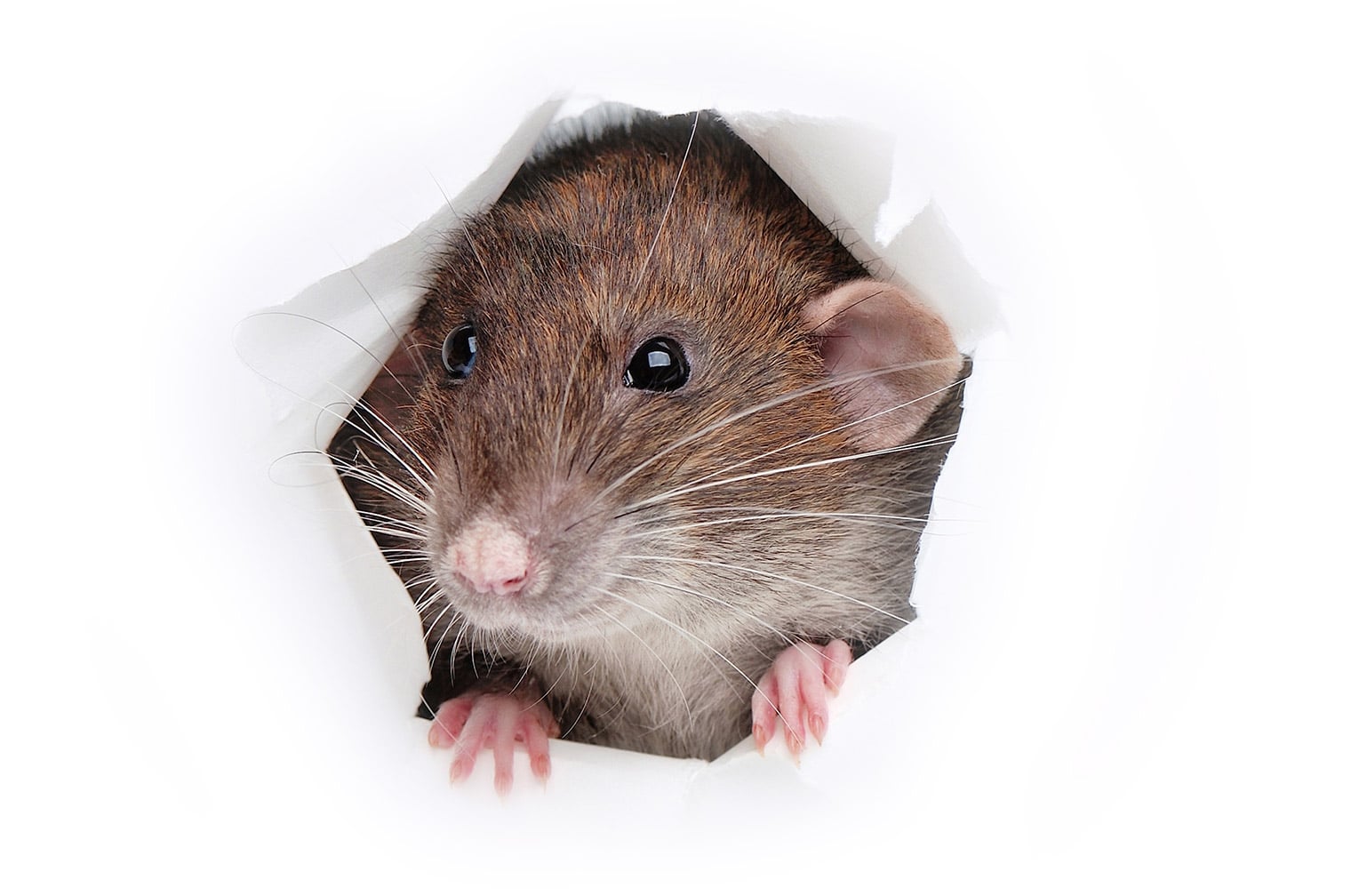 How To Get Rid of Mice in Columbus Ohio