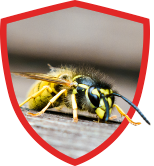 Wasps Can Damage Property