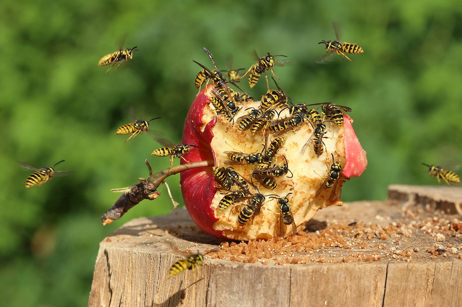 Why Wasps Build Nests On Your Property