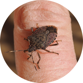 How To Identify Stink Bugs in Ohio
