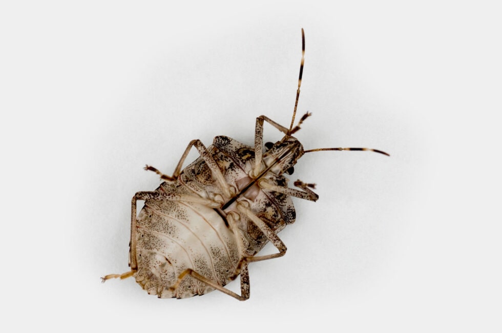 Stink Bugs Control Columbus Ohio Champion Pest Control