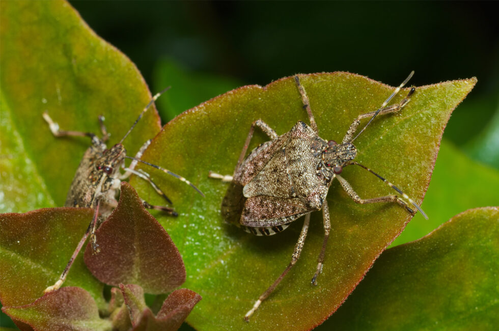 Stink Bugs Control Columbus Ohio Champion Pest Control