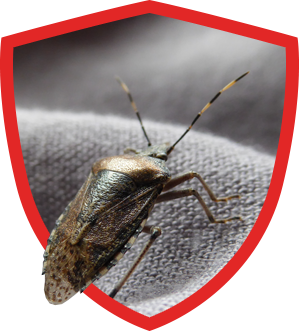 Why Are Stink Bugs Bad For Your House or Business?