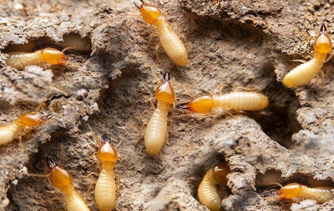 5 Signs You May Have a Termite Infestation