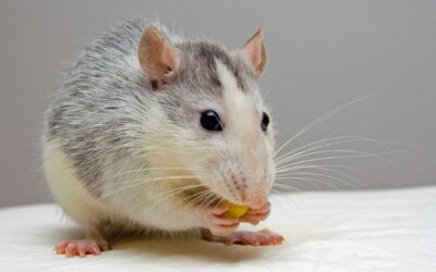 10 Steps to Get Rid of Mice in Your Home