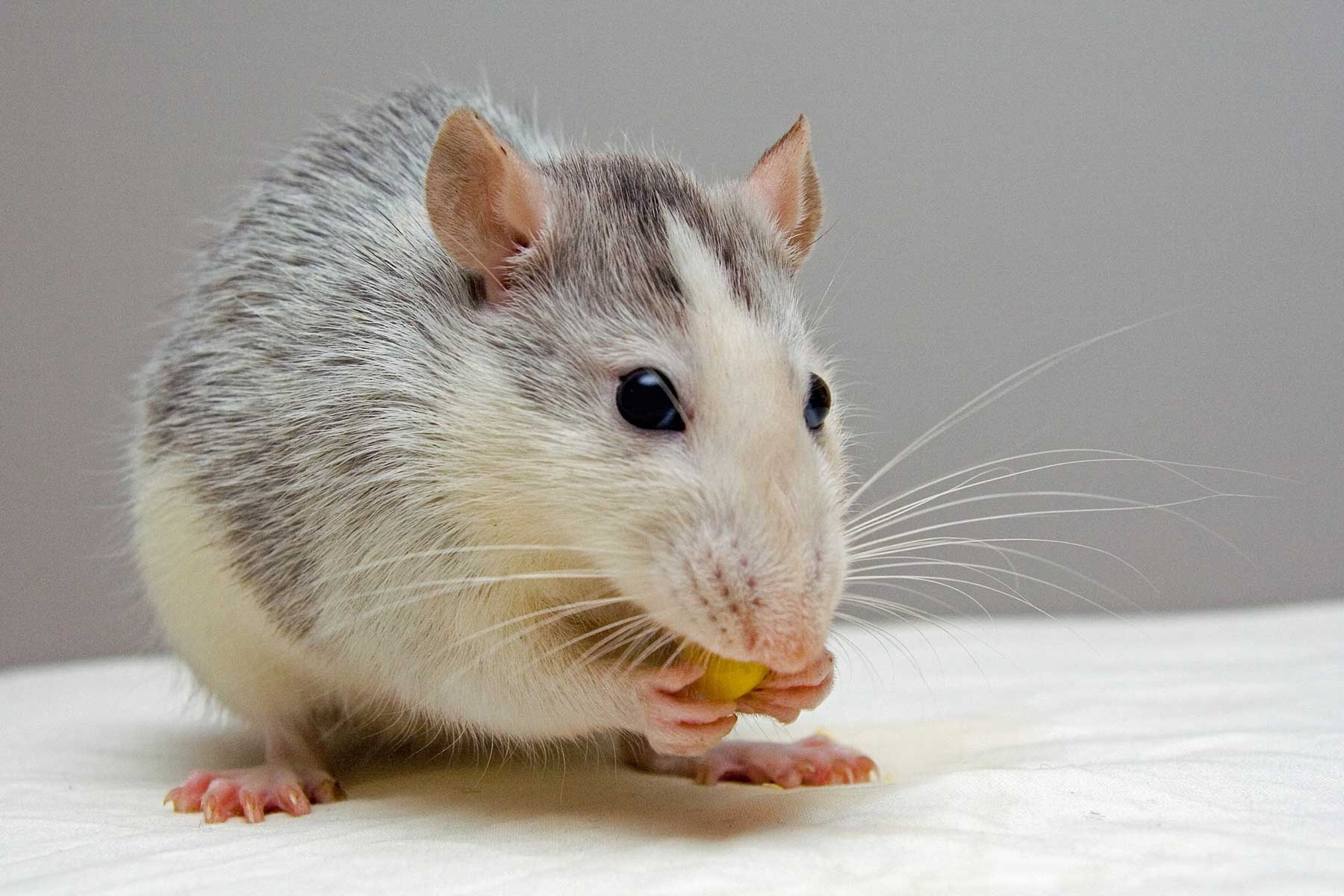 10 Steps to Get Rid of Mice in Your Home