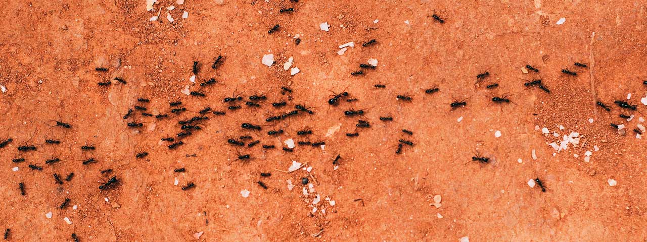 10 Common Pests in Homes: Prevention and Control Tips You Need to Know