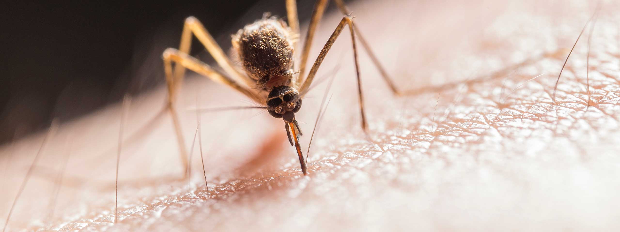 The Surprising Links Between Pest Infestations and Your Health: What You Need to Know