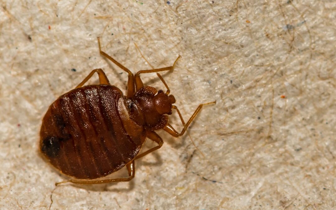 Bed Bug Tips to Protect Yourself While Traveling