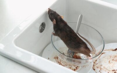 Rat Race: Understanding and Dealing with Rodent Problems