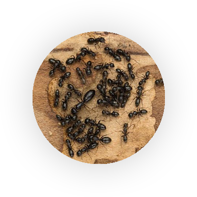 Ants