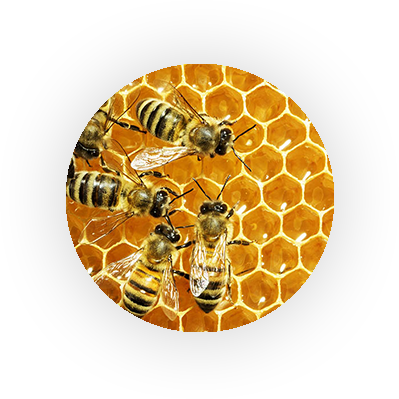 Are Bees Harmful?