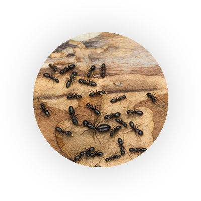Carpenter Ants