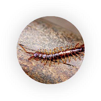 Ants