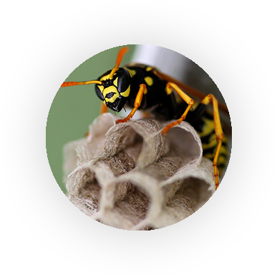 Are Bees Harmful?