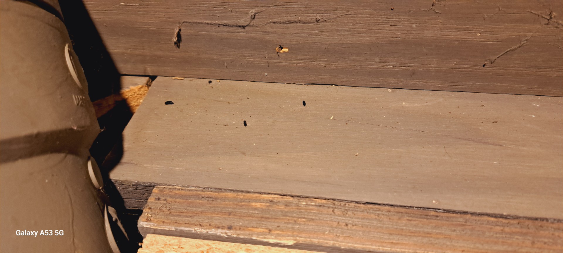 Susie M. from Pataskala, Ohio Champion Pest & Termite Control