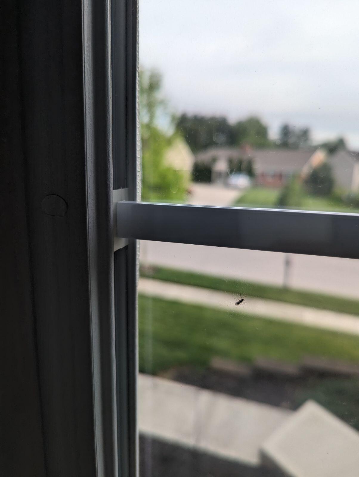 Brandon B. from Gahanna, Ohio Champion Pest & Termite Control