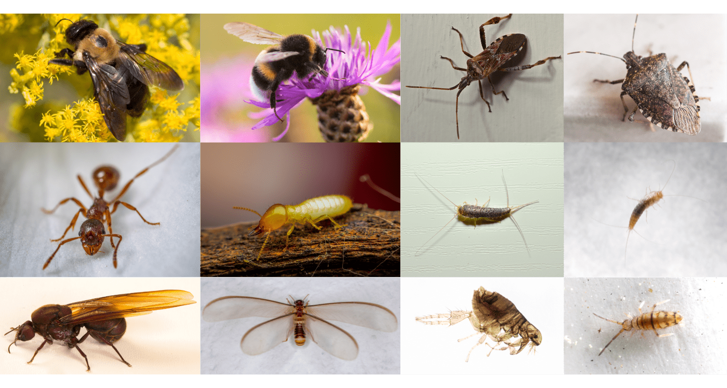 Pest Identification: Common Bugs and How to Tell Them Apart