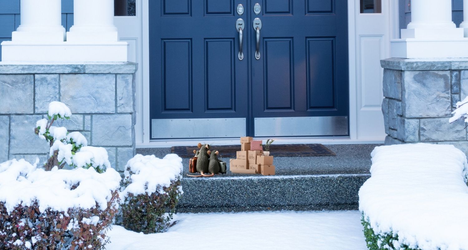 rats moving into your house for the winter