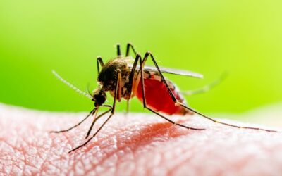 August Pest Watchlist: What to Look Out for This Month