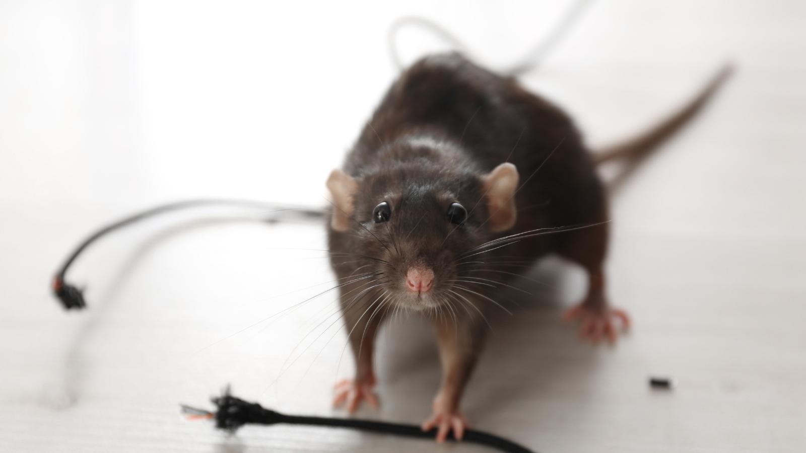Rodent chewing wire