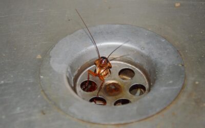 Why Is Pest Control Necessary?