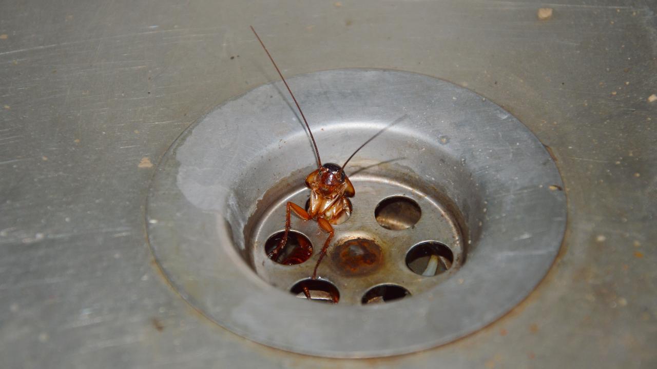 Why Is Pest Control Necessary?