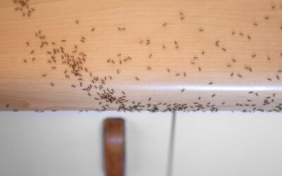 When Do Ants Start Coming Out in Central Ohio?