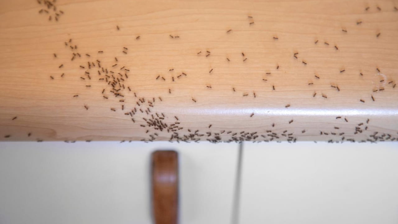 When Do Ants Start Coming Out in Central Ohio?