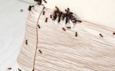 Why Pest Control Should Start Before Spring Hits