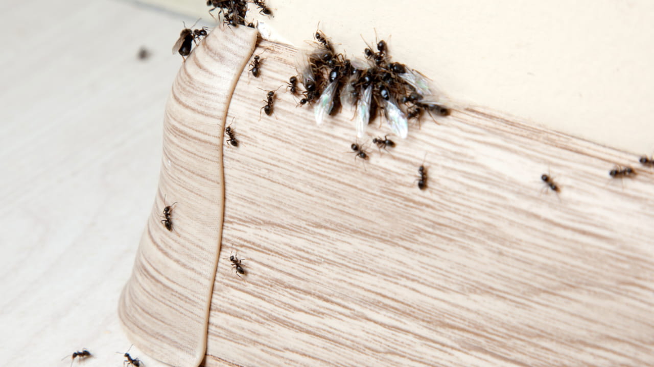 Why Pest Control Should Start Before Spring Hits