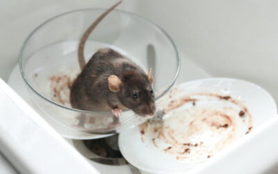 Winter Pests You Can’t Ignore (and What to Do About Them)