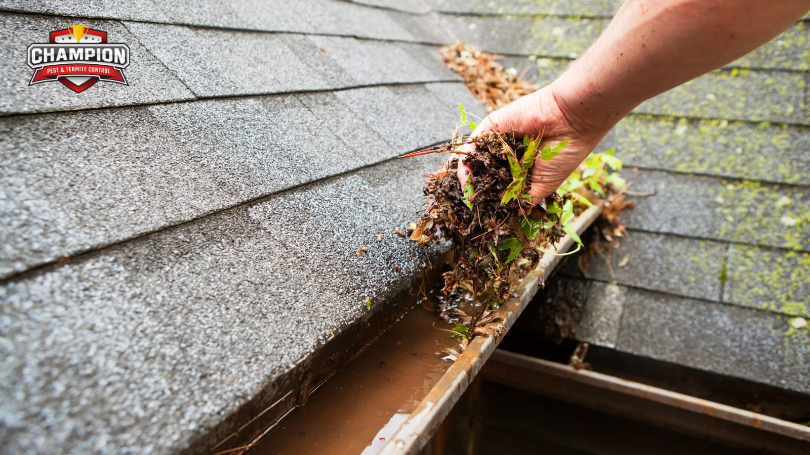 Mosquito and Tick Season in Central Ohio: What Homeowners Should Know