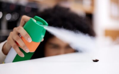 Why DIY Pest Control Keeps Failing (And What to Do Instead)